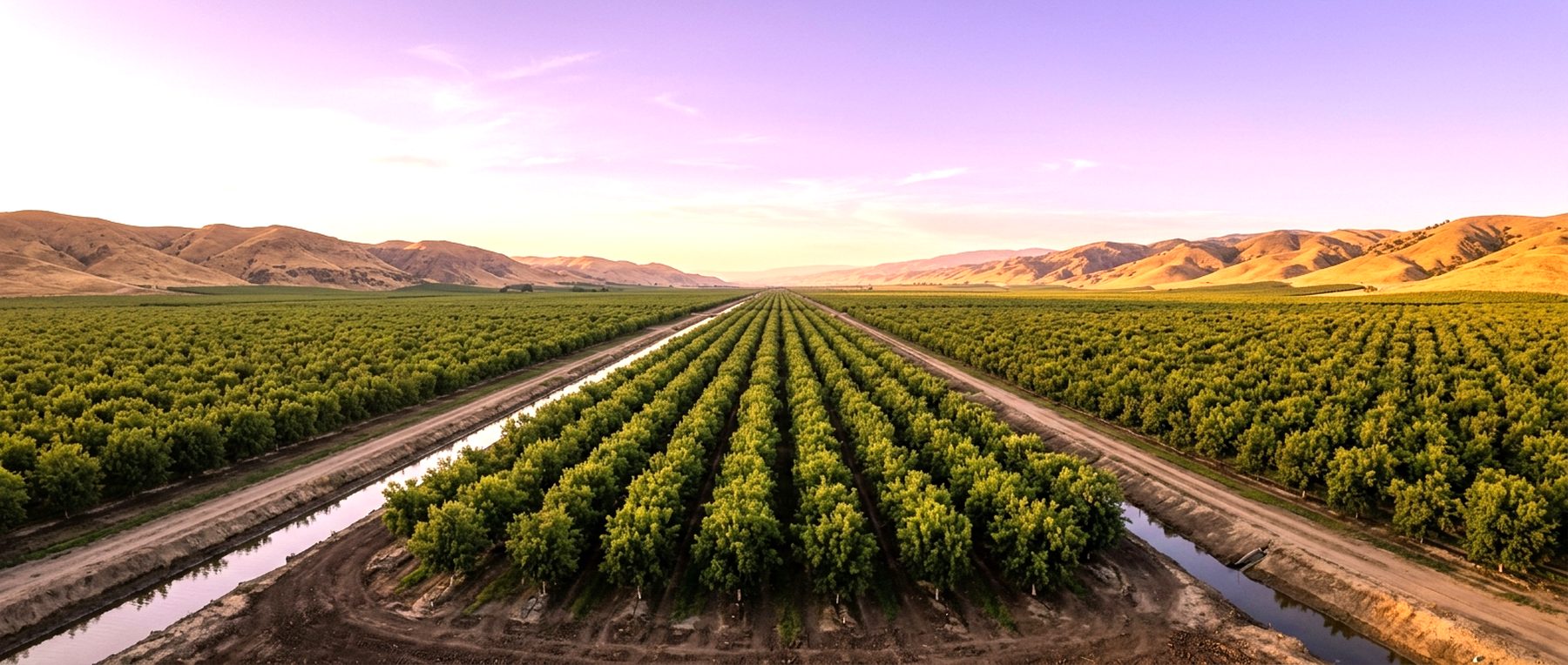 An agricultural valley at dusk, orchard rows running toward low foothills under a violet sky.